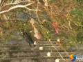 北塔区望江楼下现“开花”的树