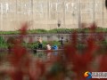 邵水“河道美容师” 日均打捞垃圾近4吨
