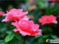 【醉美邵阳】绥宁：月季花开正艳
