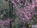 宝庆森林公园：有梅花正开 怡人香溢来