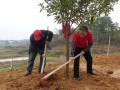 邵阳银保监分局组织开展义务植树活动