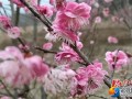 花园阁：梅花绽放报春早 游客闻香踏春来