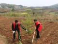 邵阳市自然资源和规划局开展志愿者植树活动