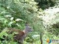 湖南南山国家公园发现国家一级保护动物林麝