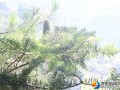 南山国家公园发现1100余株“植物活化石”资源冷杉
