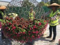喜迎国庆 邵阳10万盆鲜花将扮靓市区