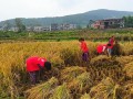 武冈市：“红马甲”助秋收 确保颗粒归仓