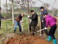 大祥区: 义务植树正当时 干群合力添新绿