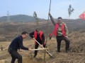 城步威溪乡：春季植树添新绿 志愿活动展新风