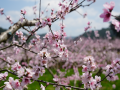 绥宁：灼灼桃花点缀春日画卷