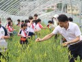 把课堂“搬进”田野！邵东市灵官殿一小举行黄花采摘劳动实践活动