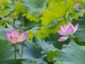 夏日荷花美如画