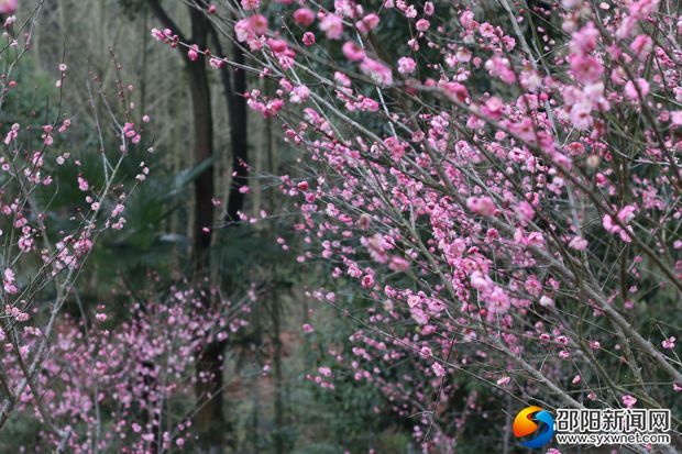 含羞可人的梅花