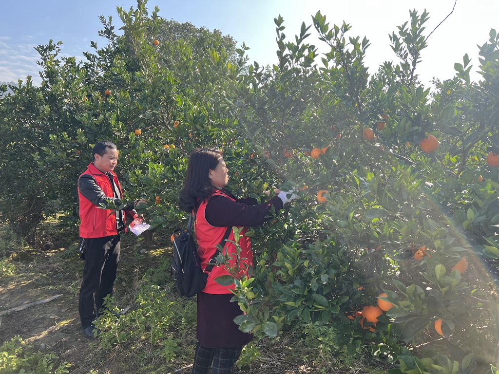 采摘脐橙.jpg