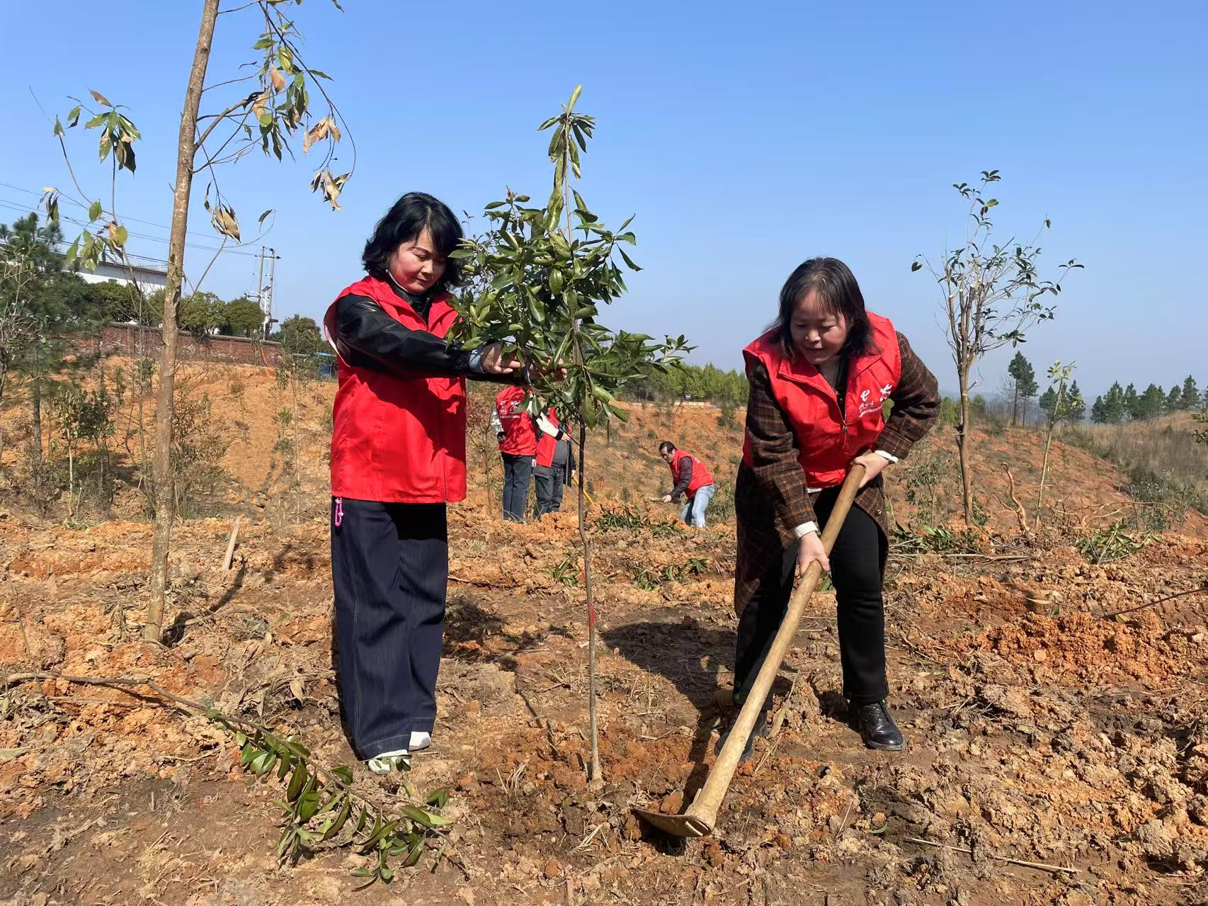 中国电信邵阳分公司志愿者们在认真植树.jpg