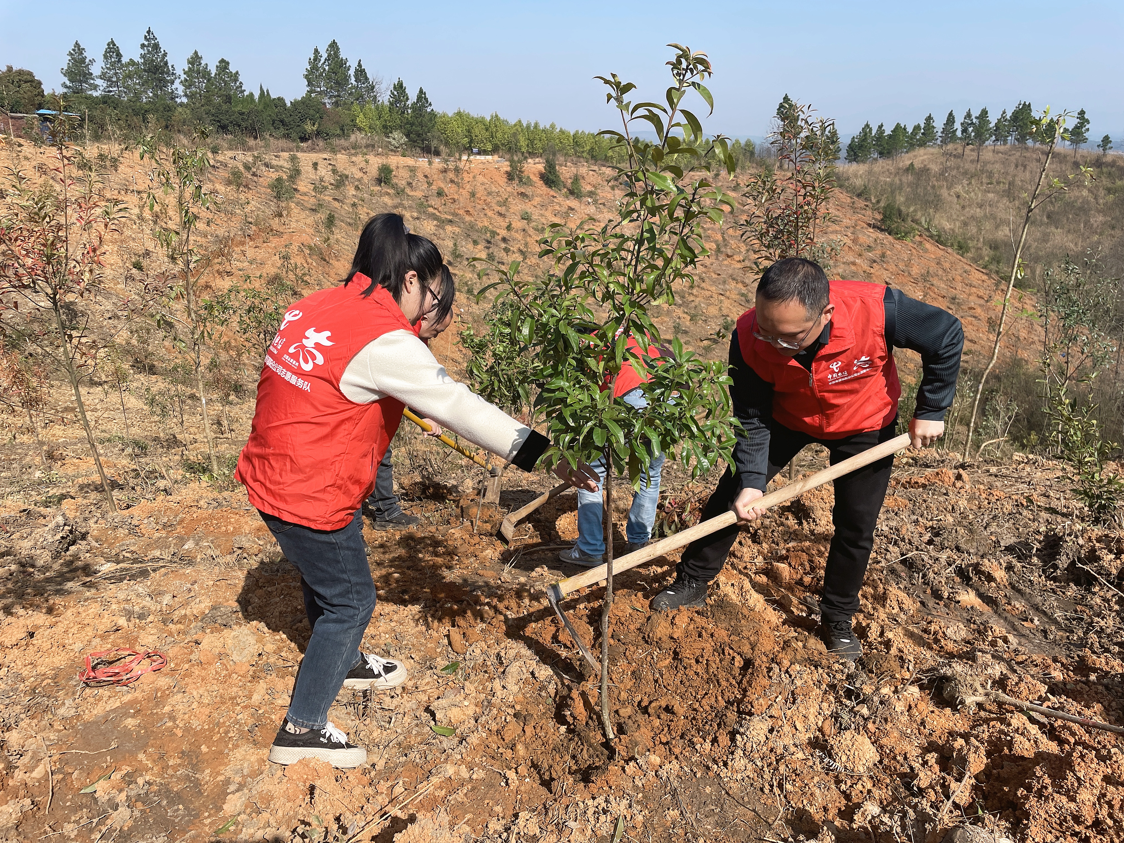 中国电信邵阳分公司志愿者在给树苗细心培土.jpg